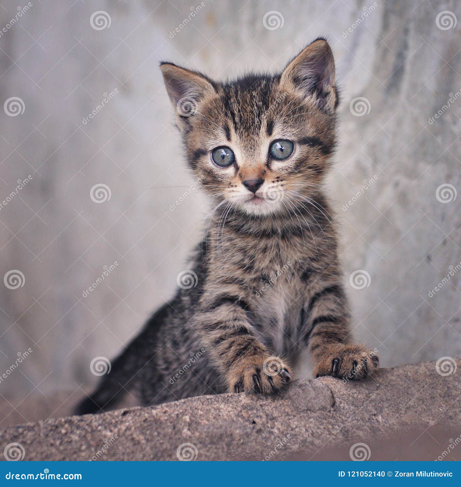 5 785 Grey Kittens Tabby Photos Free Royalty Free Stock Photos From Dreamstime