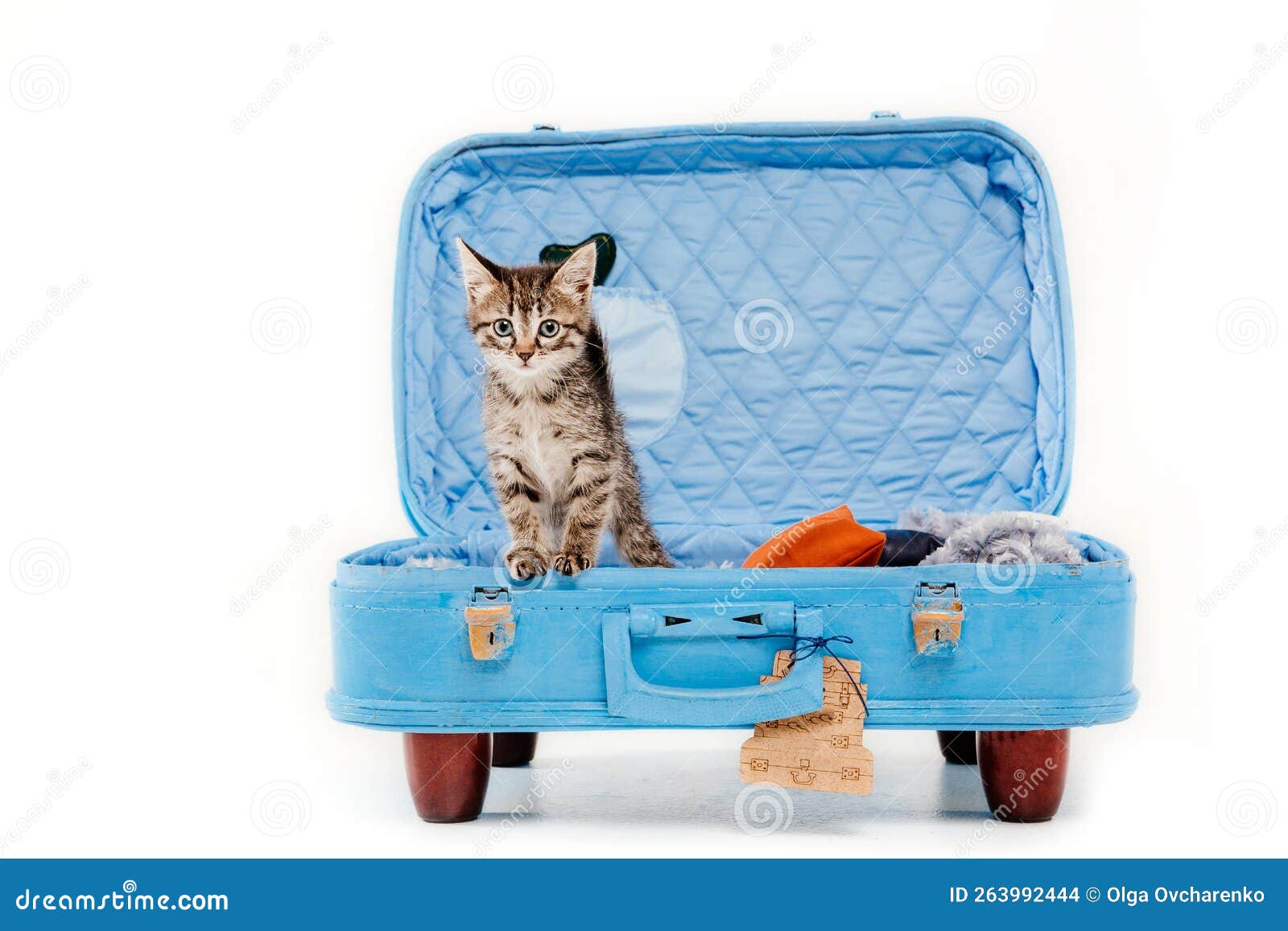 Cute Tabby Kitten Isolated on White. Kitten Studioshot. Cat Isolated on