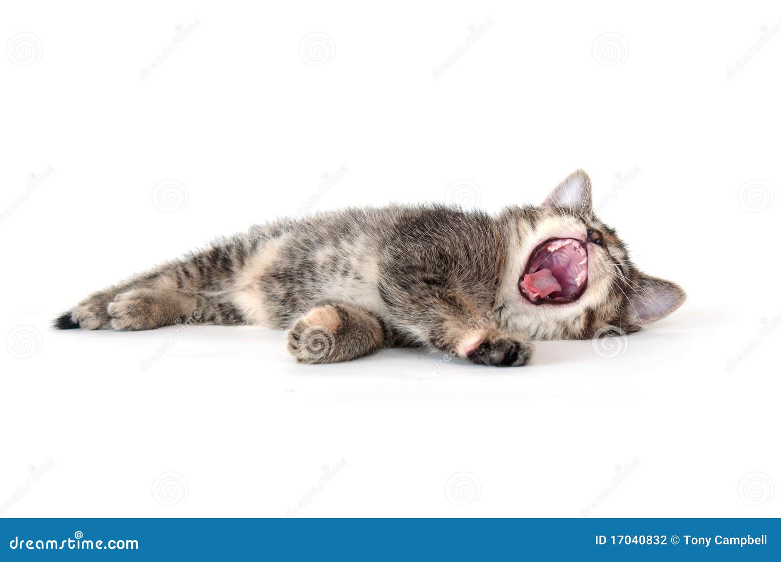  Cute  Tabby Kitten  Laying  Down  And Yawning Stock Photo 