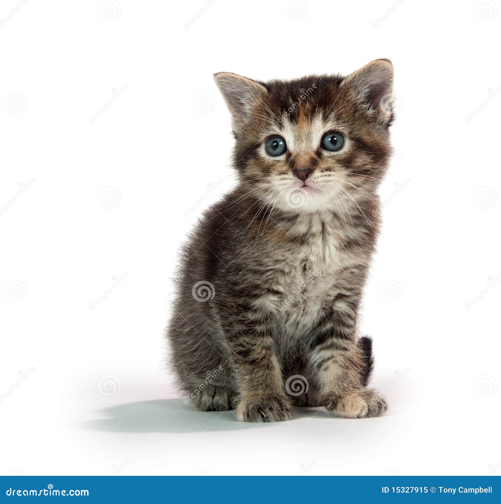 Cute Tabby Kitten Sitting on Whit Stock Image - Image of sitting ...