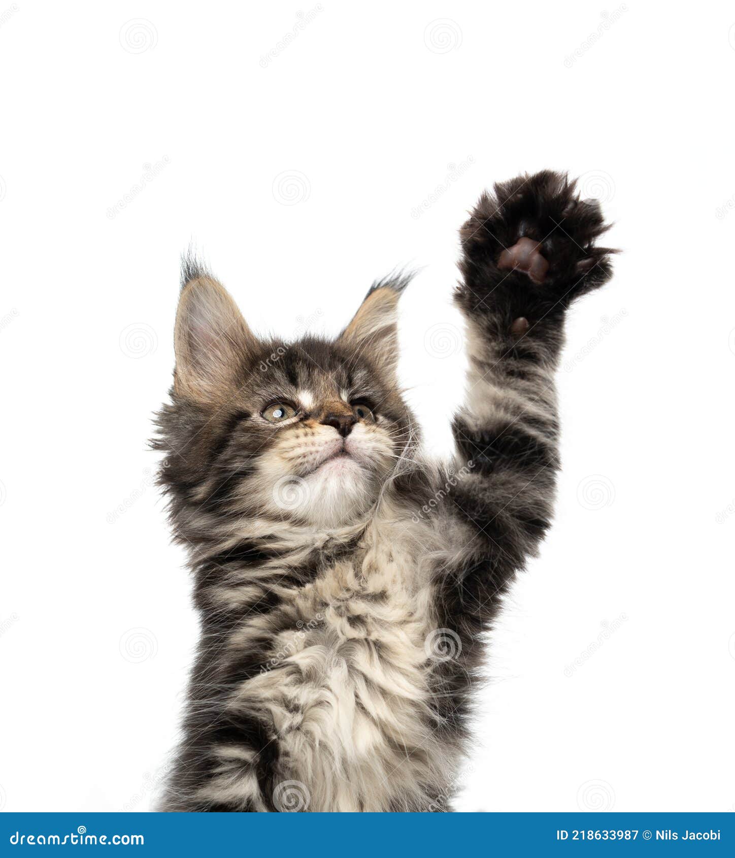 Cute Tabby Maine Coon Kitten Raising Paw Reaching Up Stock Image ...