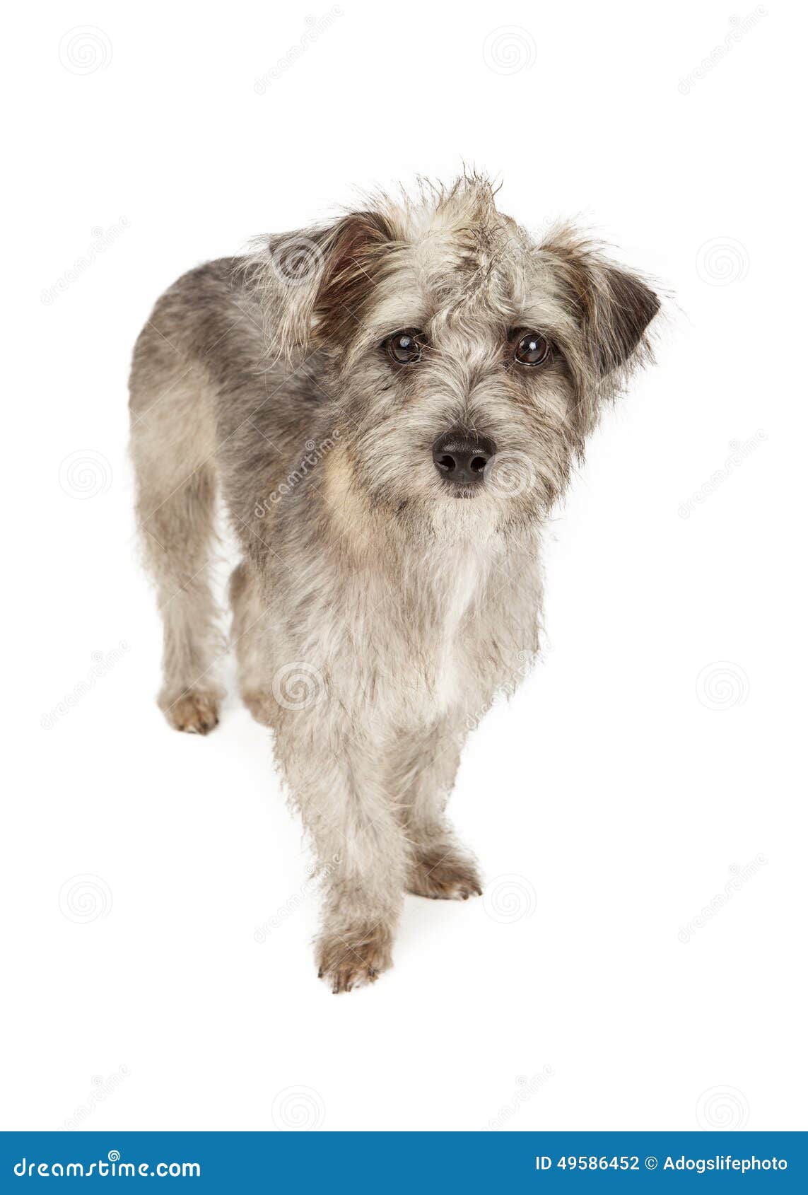 Cute Terrier Dog With Spiked Hair Stock Photo  Image: 49586452