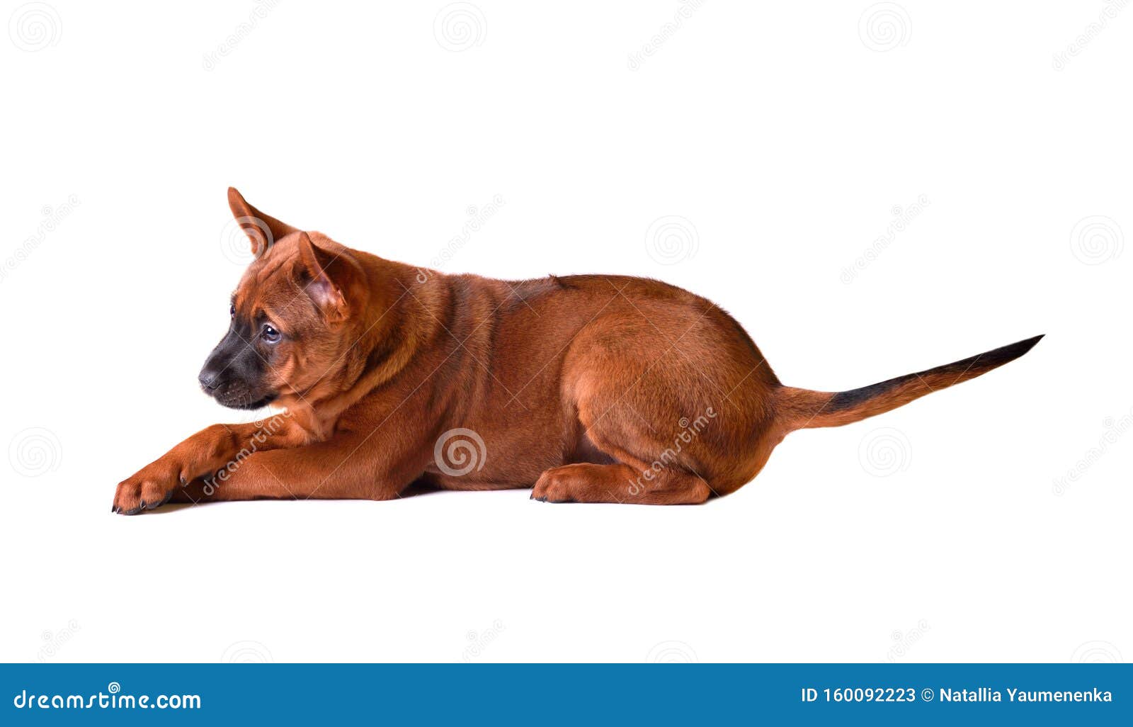 Lazy Dog Cute Thai Ridgeback Puppy Stock Vector (Royalty Free) 1085576459