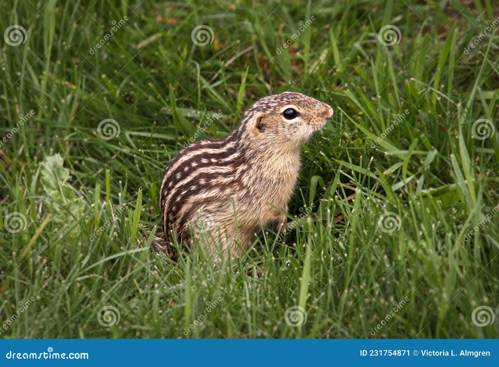 Cute Thirteen-Lined Ground Squirrel on Green Grass Stock Image - Image ...