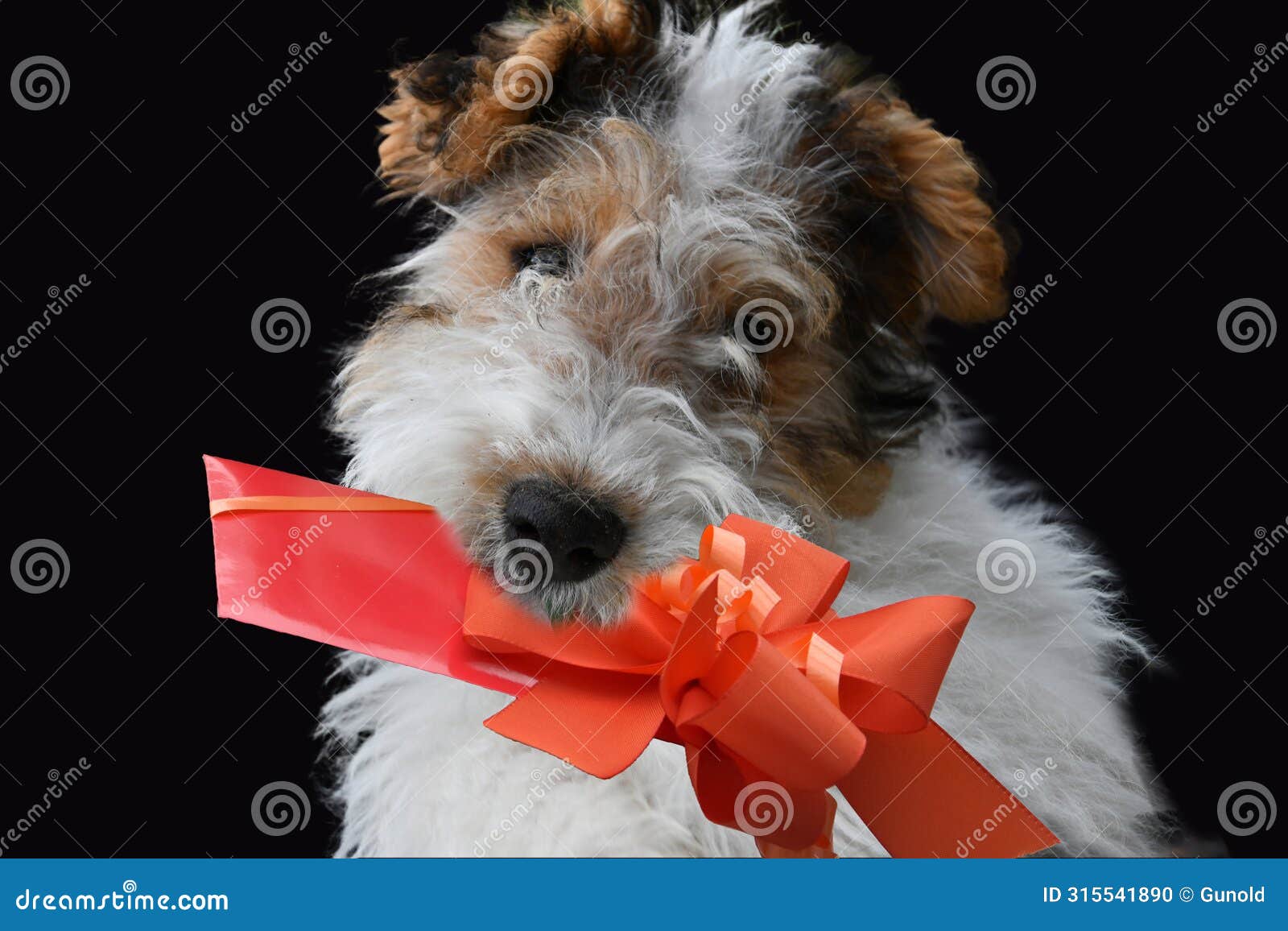 three and a half month old fox terrier with gift in his snout