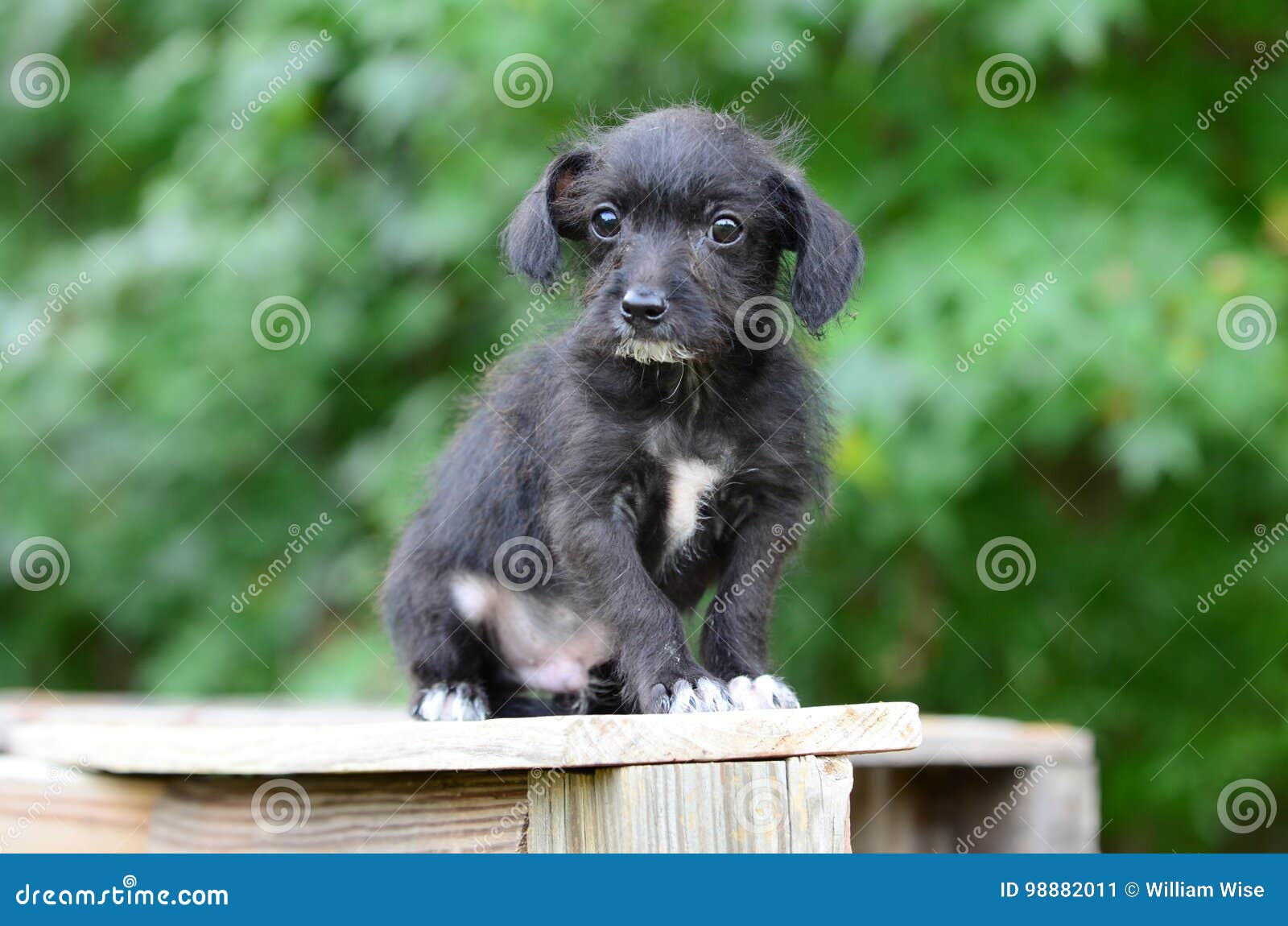 black wire terrier