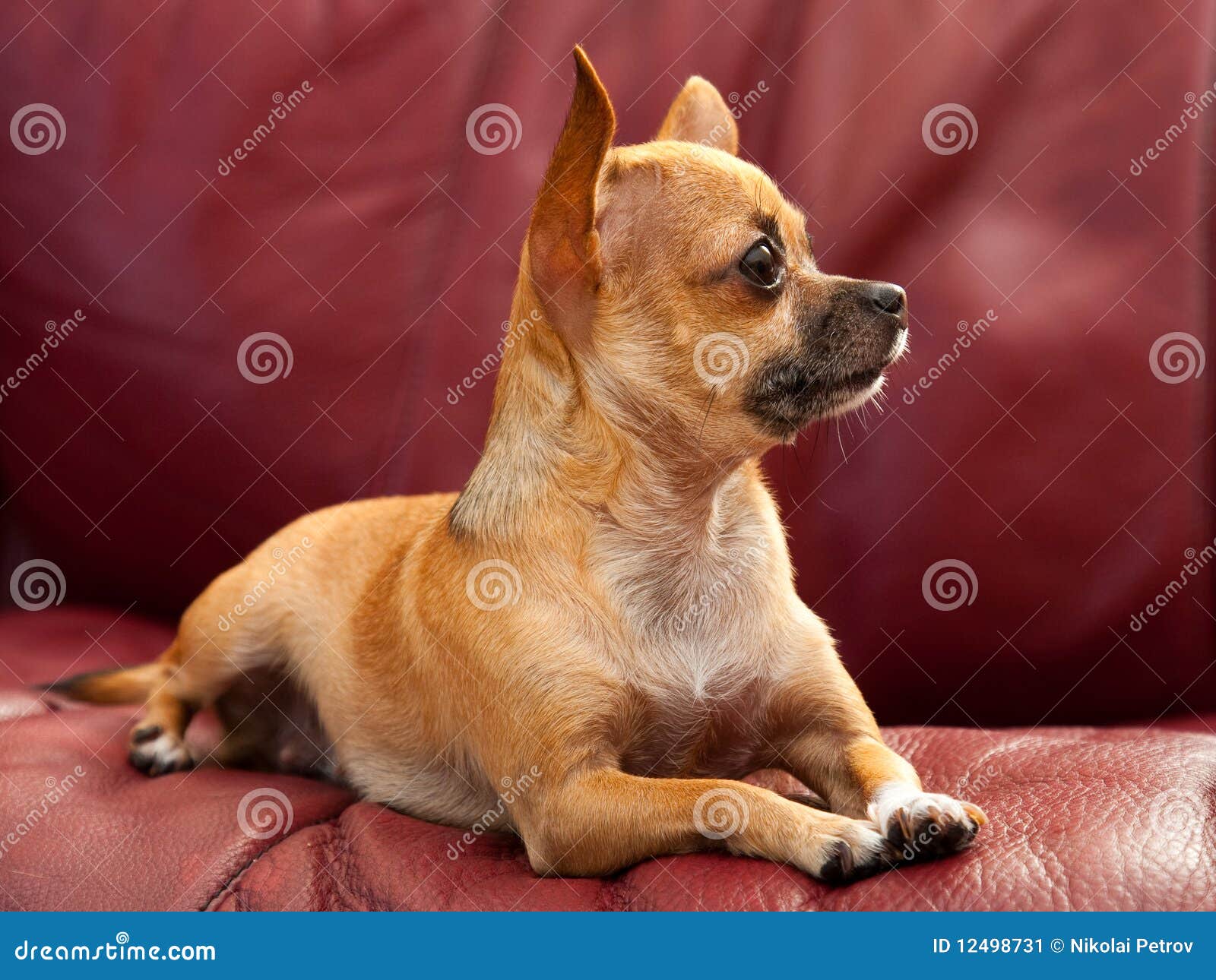 Cute Tiny Chihuahua Dog on a Red Couch Stock Image Image of leather