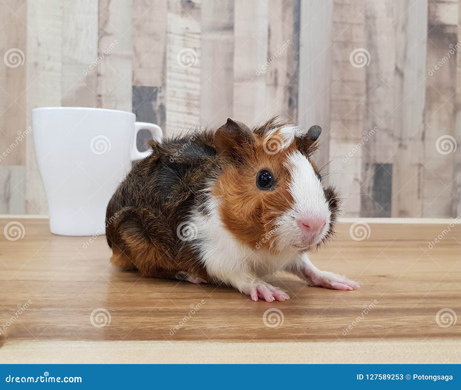 tri colored abyssinian guinea pig
