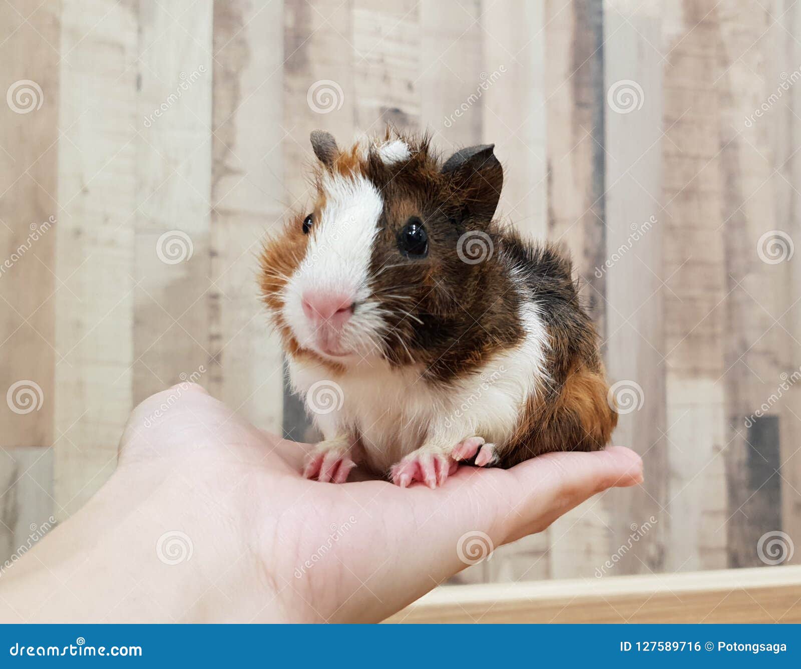 Cute Tri-color Abyssinian Guinea Pig 