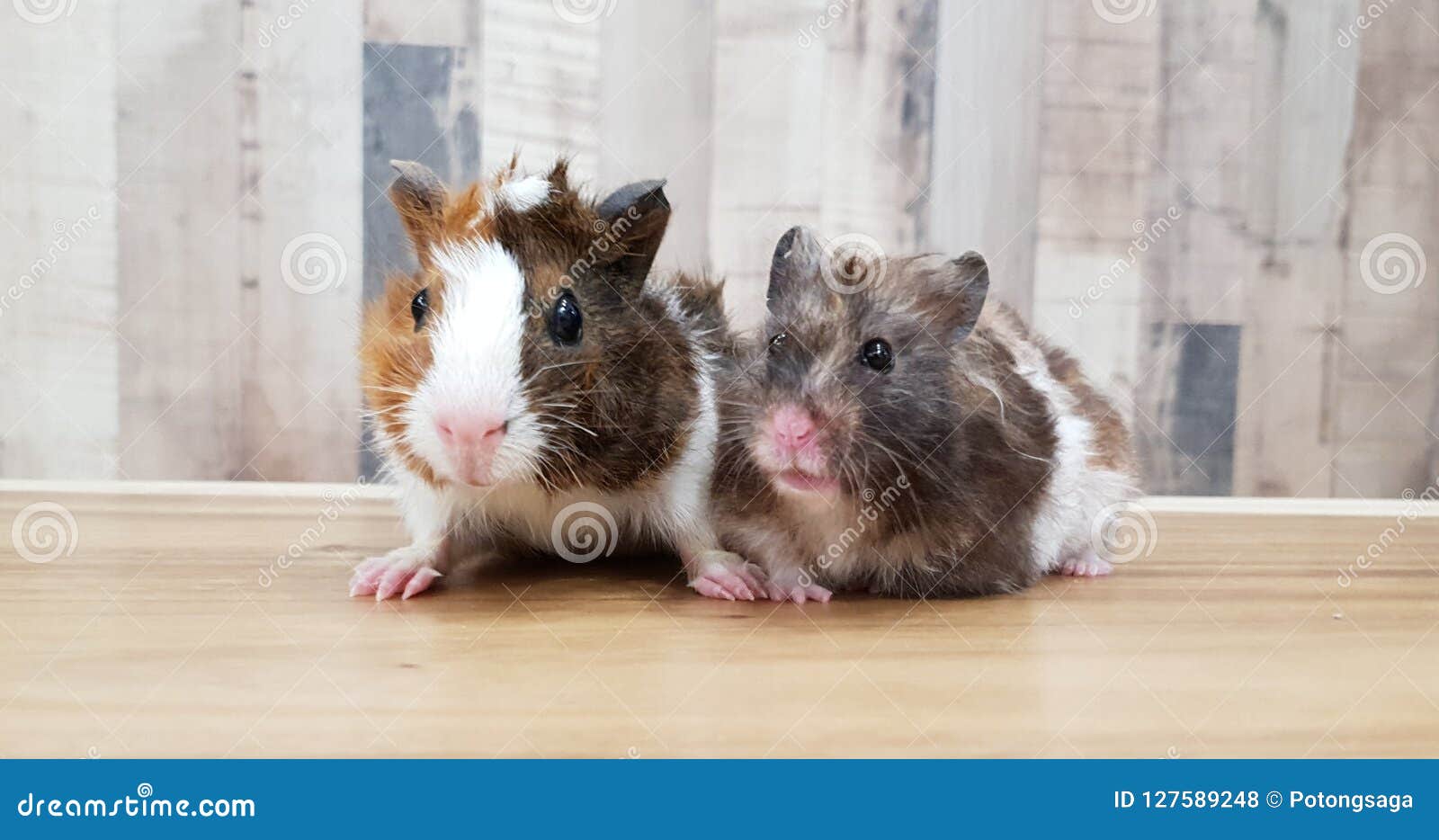 tortoiseshell syrian hamster