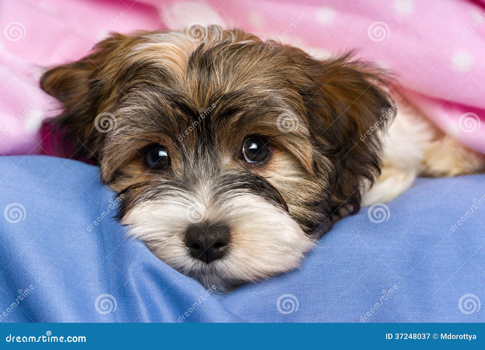 cute havanese puppies