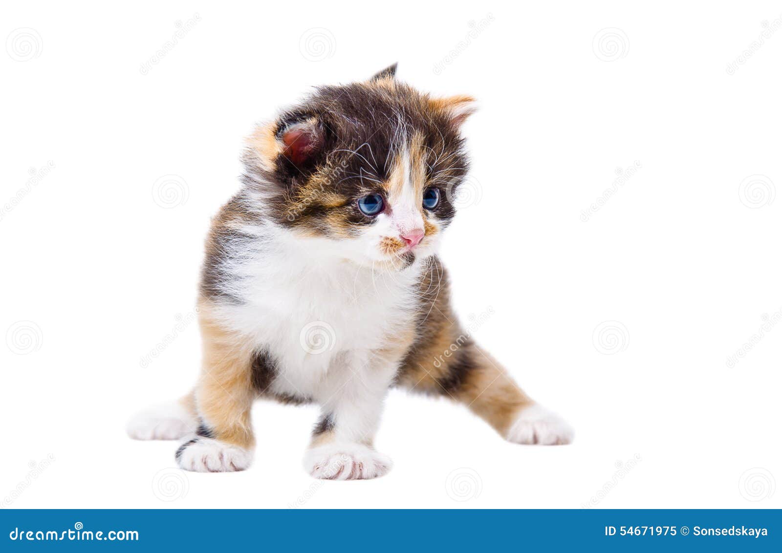 cute tricolor kitten