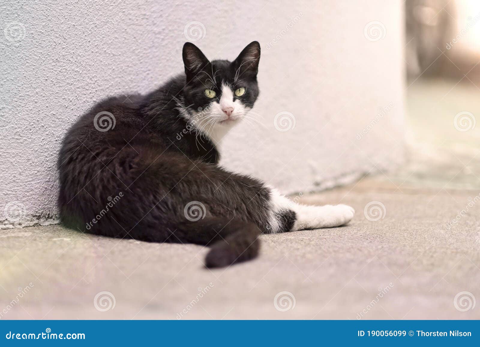 Cute Tuxedo Cat Sitting Outdoors. Black And White Cat Outdoor. Cat