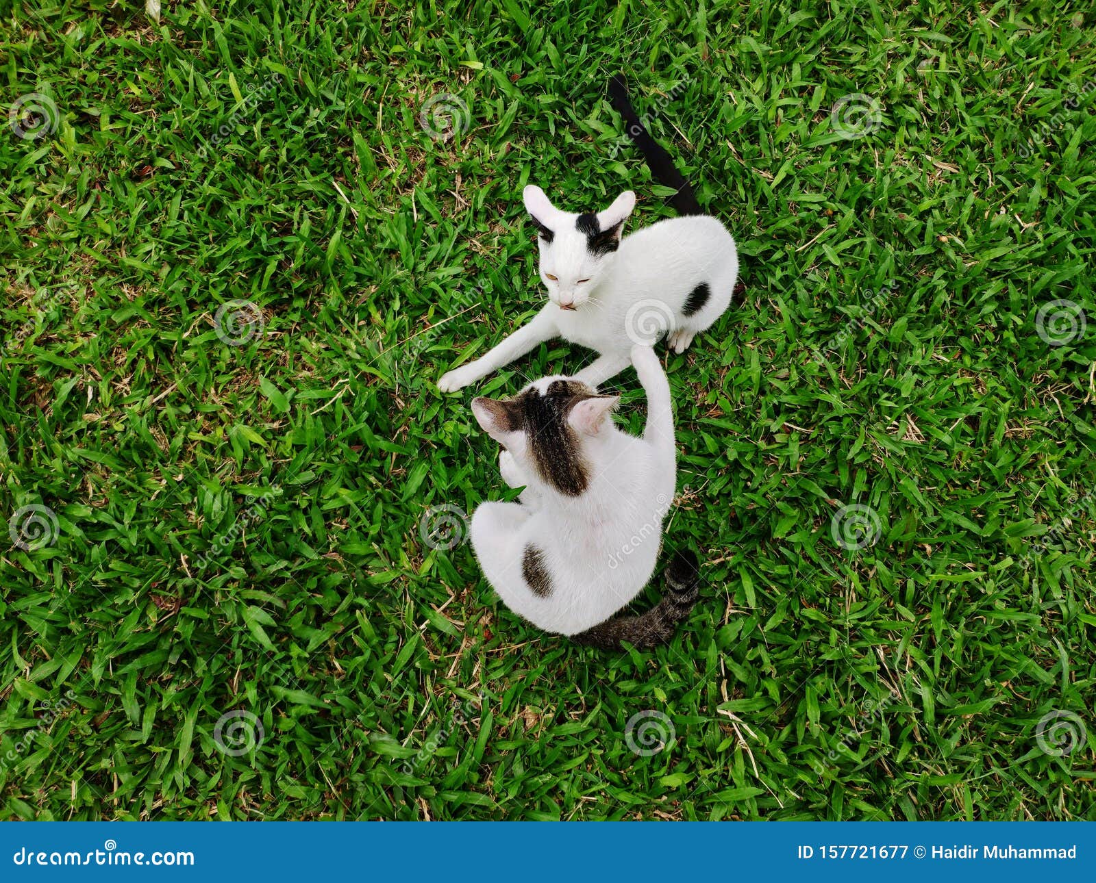 Cute Twin Cats Playing In Green Grass At Garden Stock Image Image Of Fresh Happiness 157721677
