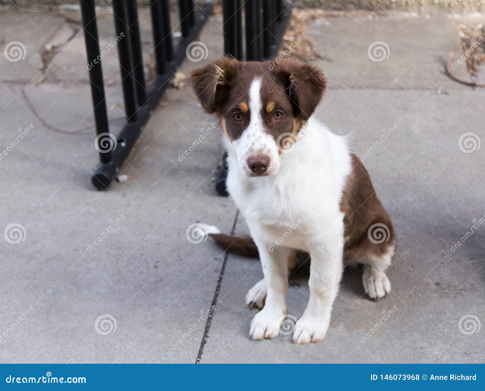 hvile Inde arrestordre Cute Unleashed Red Australian Shepherd Puppy with Copper and White Trim  Stock Photo - Image of medium, portrait: 146073968