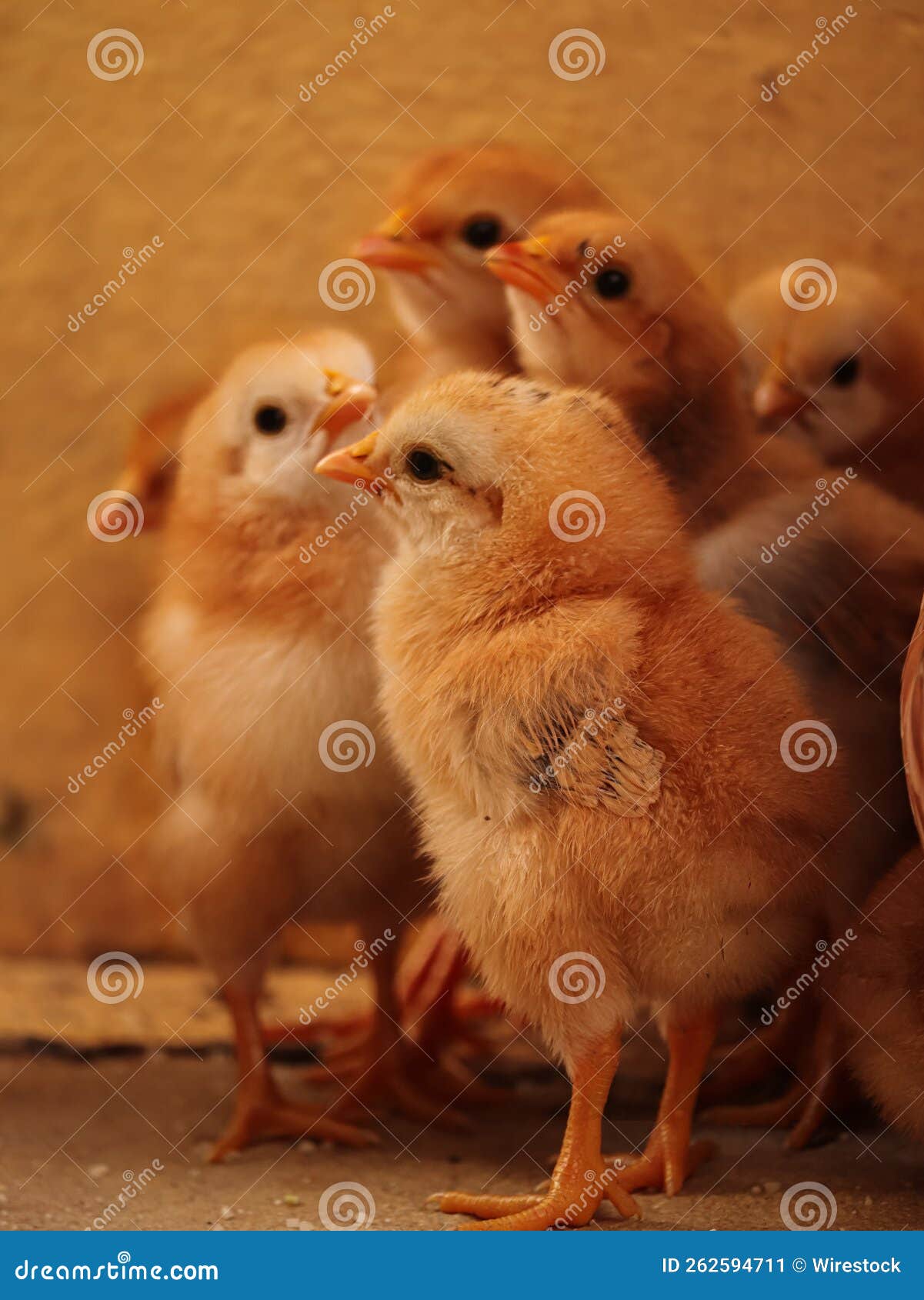 Cute View of Tiny Yellow Baby Chickens at Home Stock Image Image of