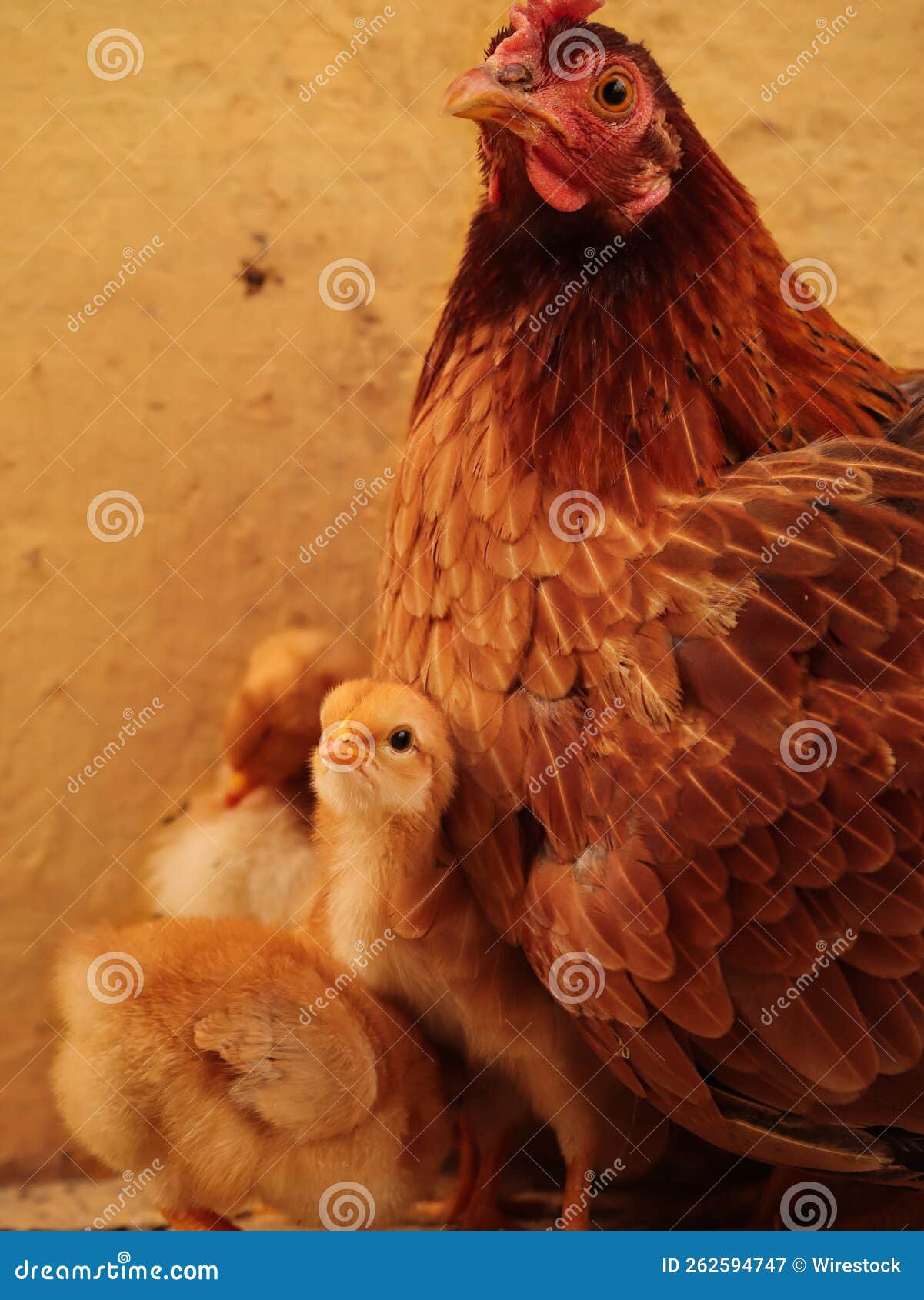 Cute View of Tiny Yellow Baby Chickens at Home Stock Image Image of