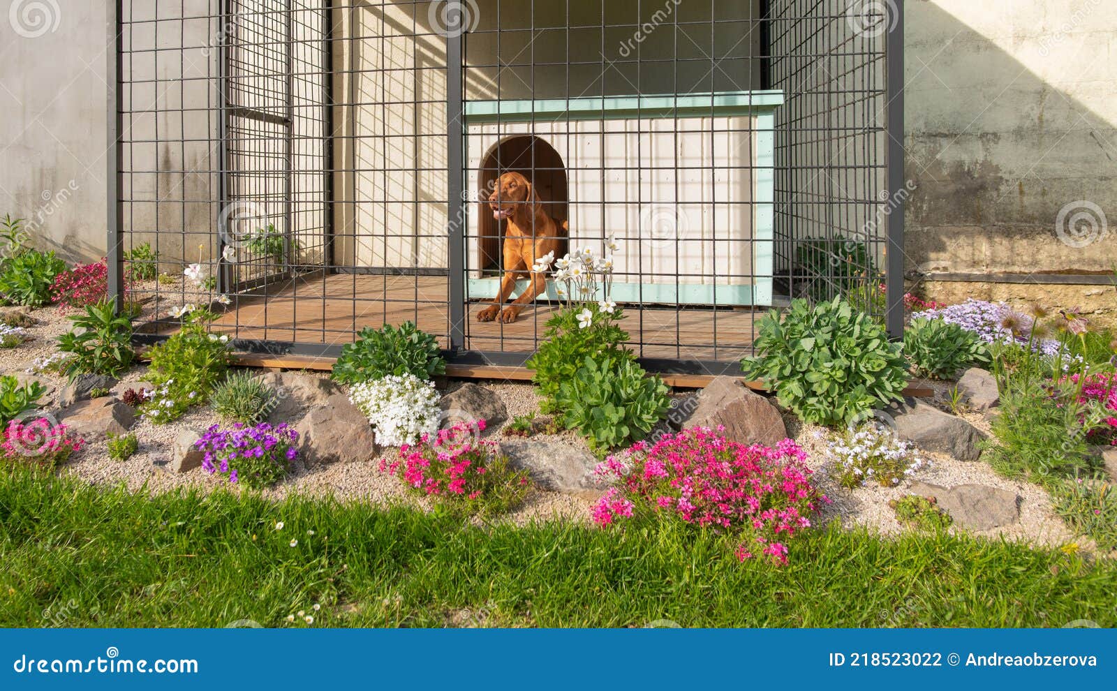 cute vizsla hunting dog in his dog kennel with beautifuly landscaped surroundings.