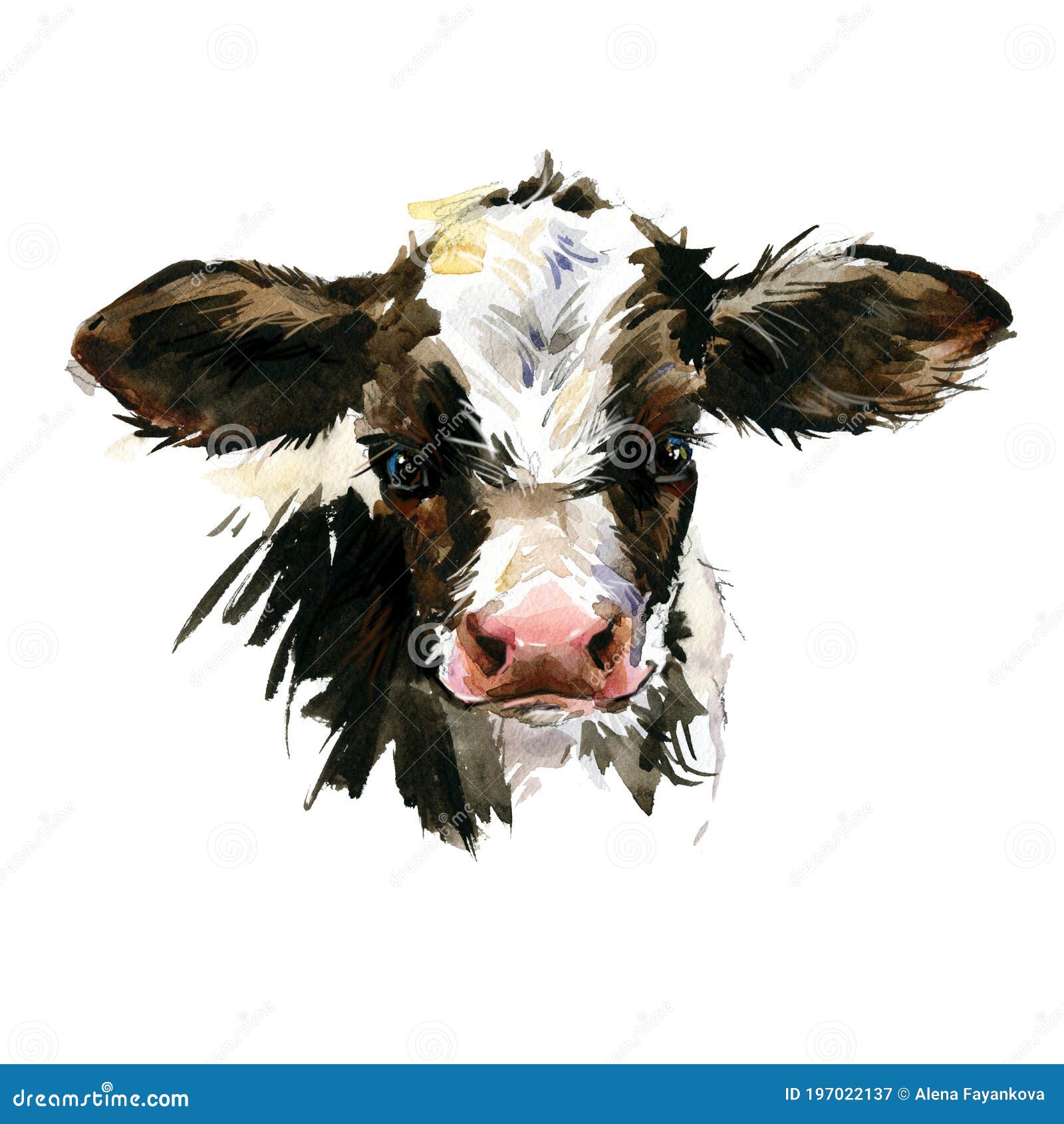 cute watercolor calf. baby bull . cattle. farm animal.