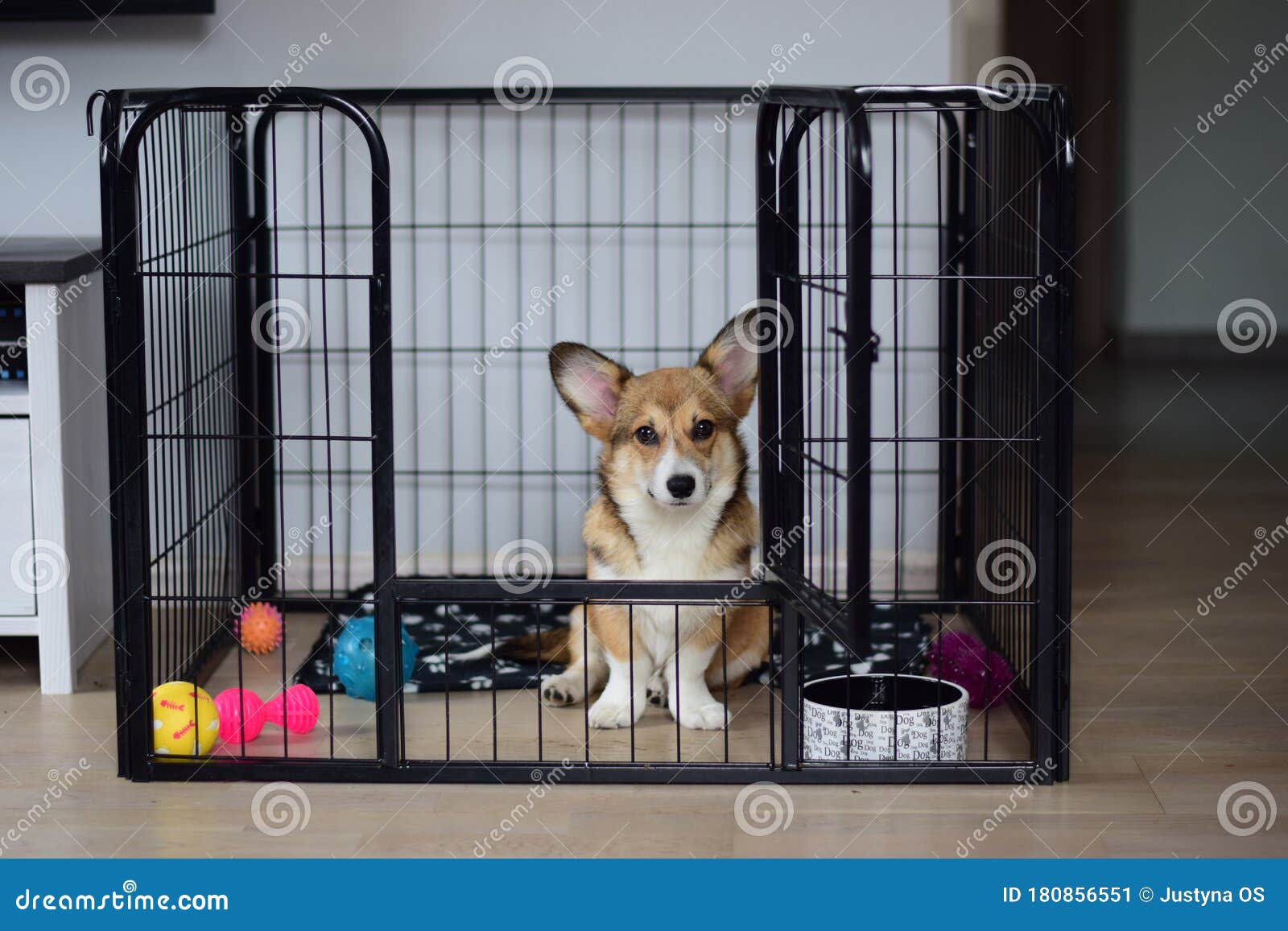 cute welsh corgi pembroke puppy dog in a crate training sitting