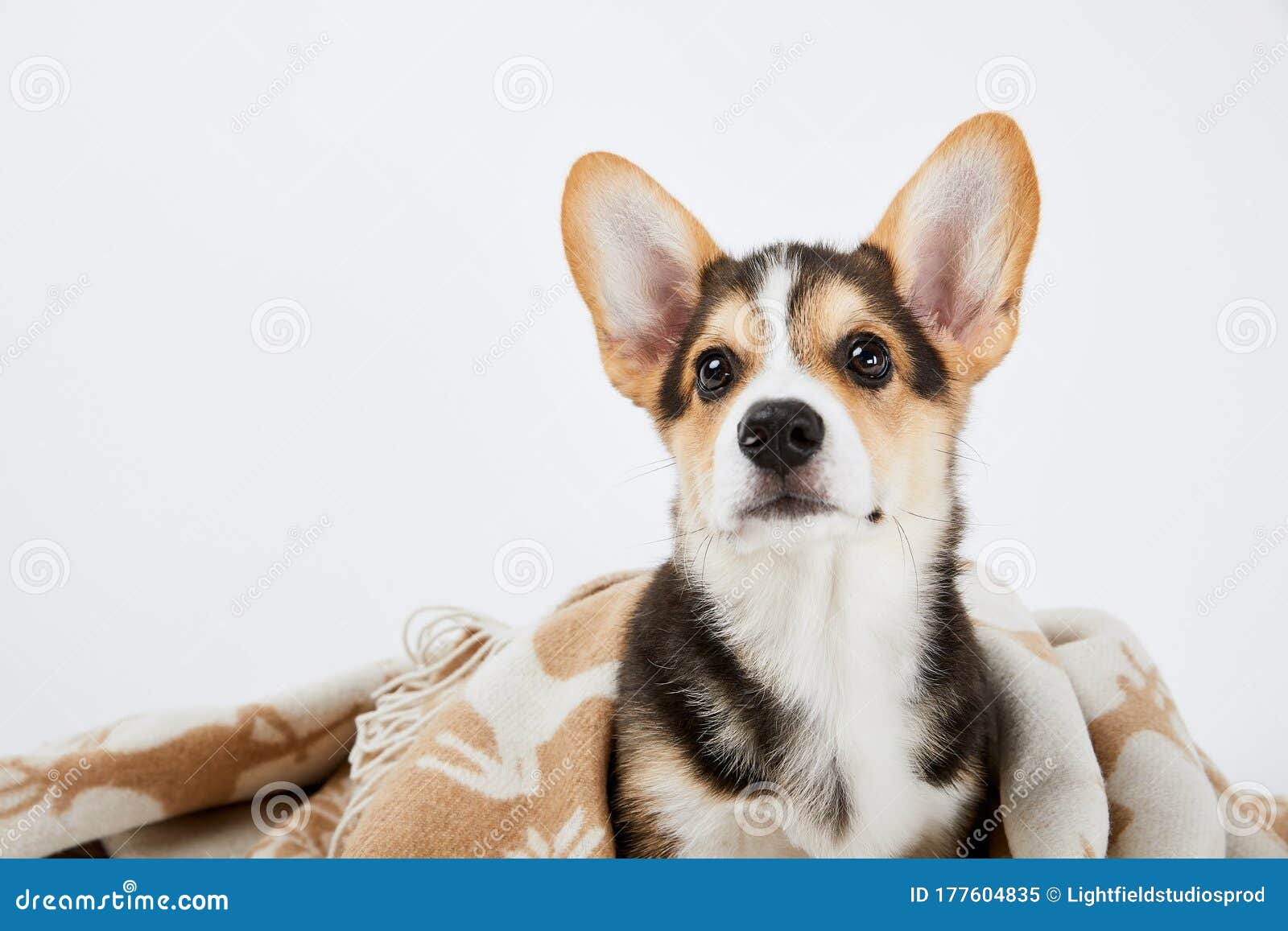 Welsh Puppy in Blanket Isolated Stock Image Image of fluffy, breed 177604835