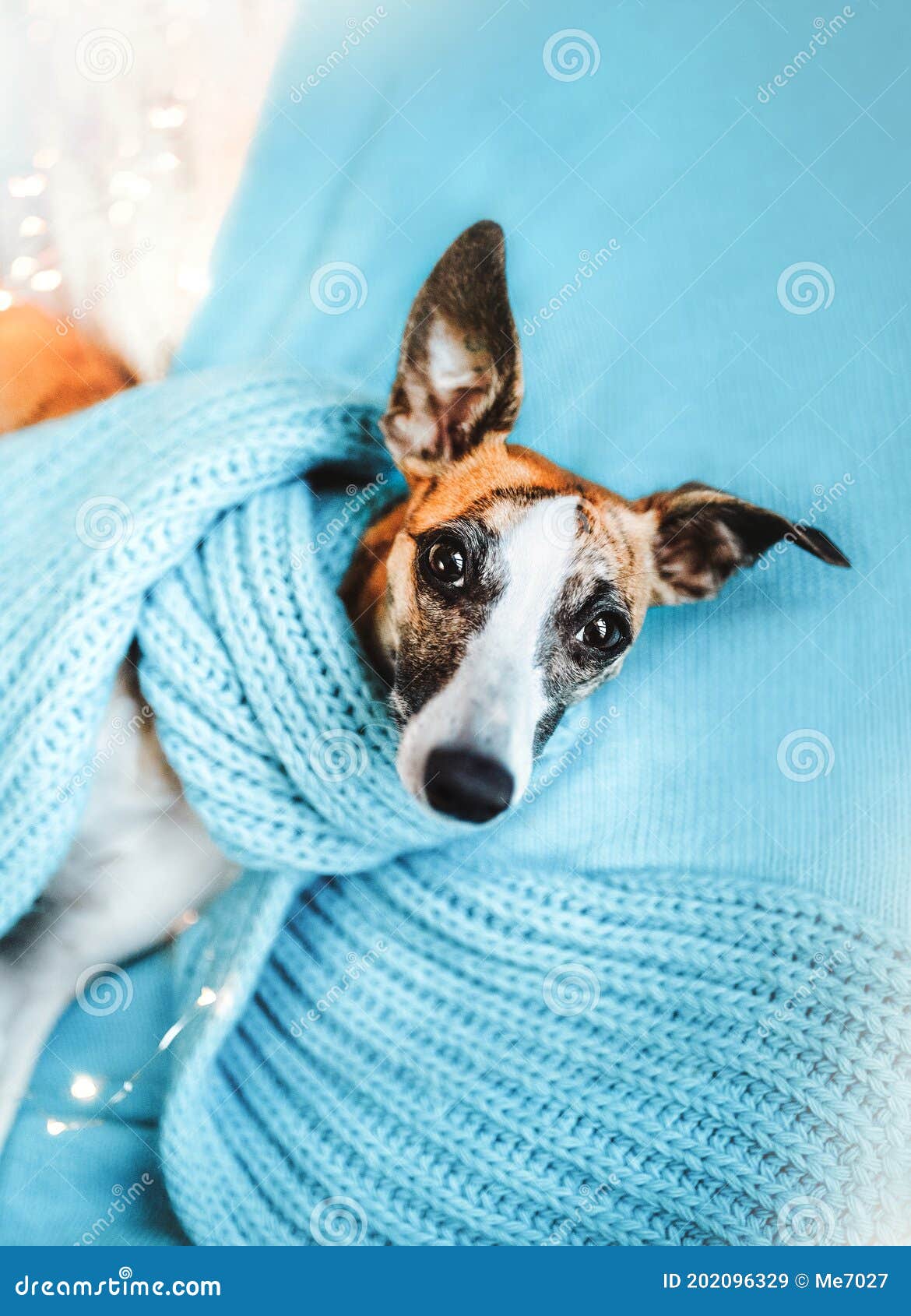 The Nosey Sighthound Scarf Teal