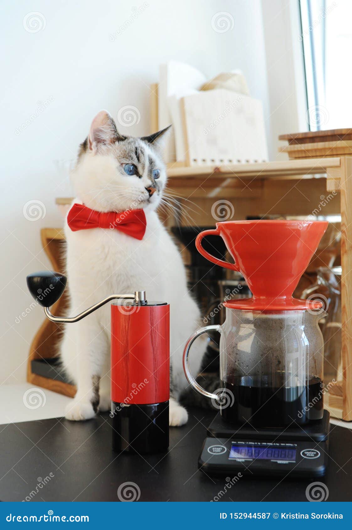Cute White Blue eyed Cat Barista  In Bow Tie Brewing 