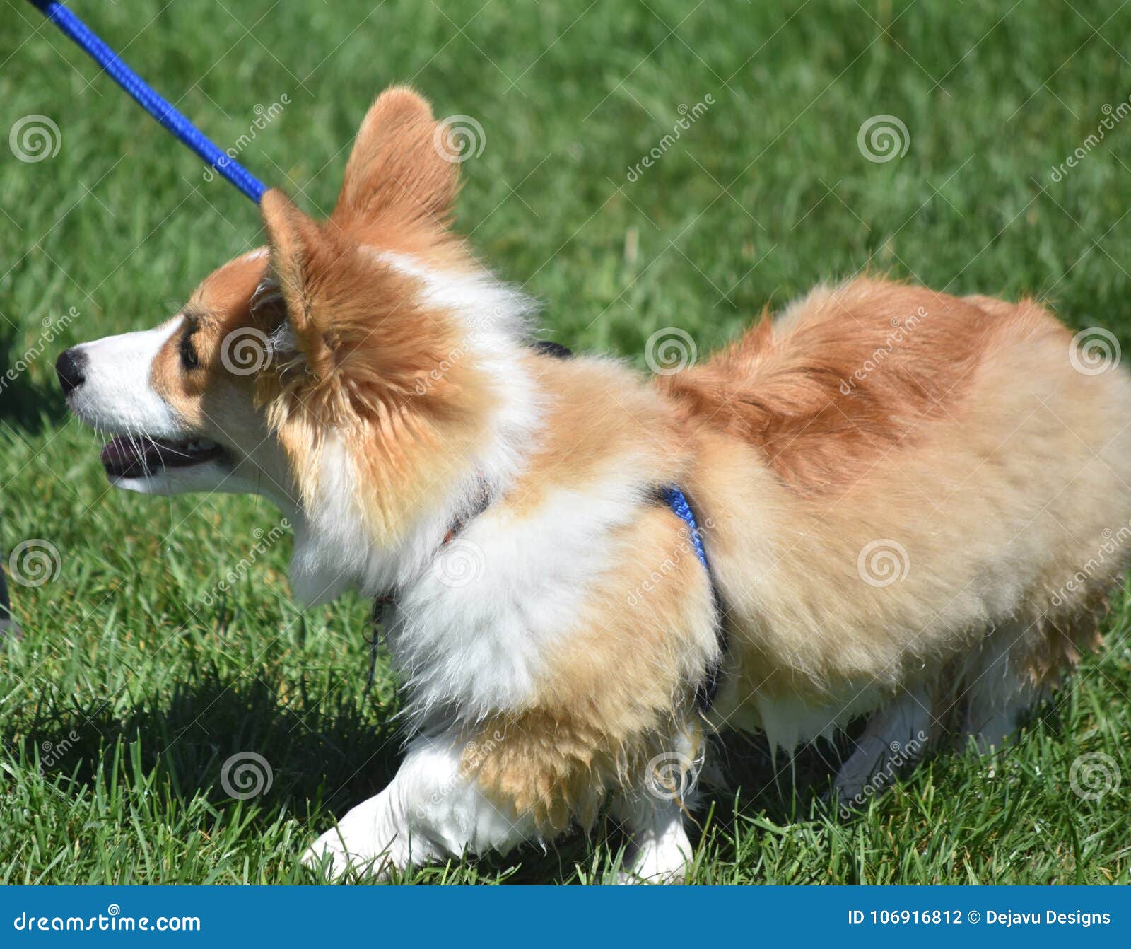 White and Brown Welsh Dog Walking on a Leash Stock Photo Image