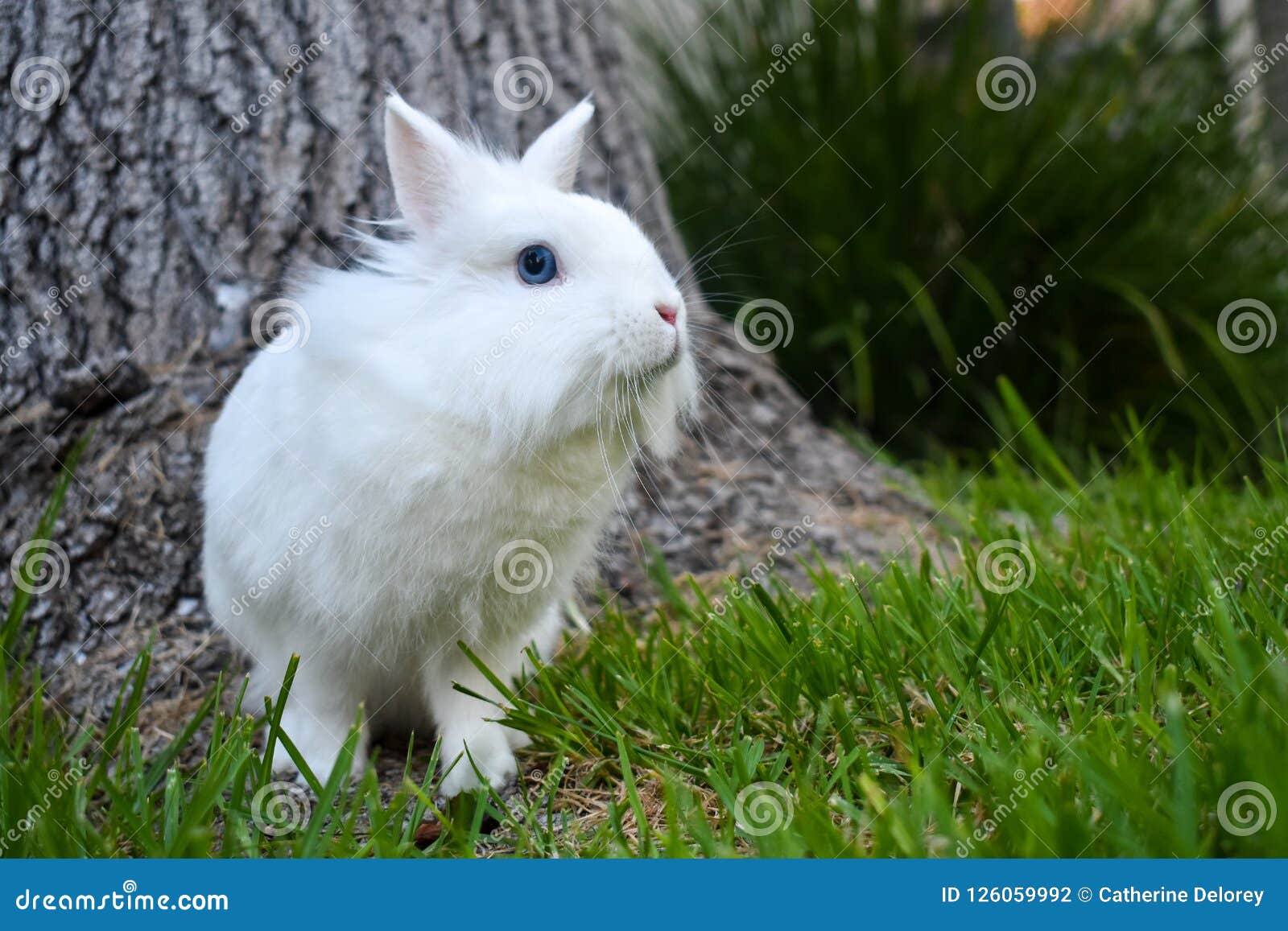 bunny playing in the grass outside