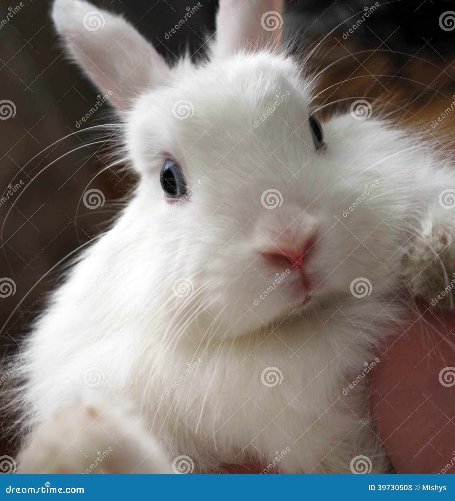 Dumb Concept. Blue-eyed And White Rabbit. Fabulous Bunny On A White  Background Stock Photo, Picture and Royalty Free Image. Image 137040360.