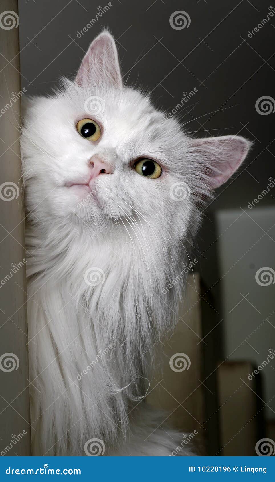 Cute white cat. The lovely cat is looking at the scenery outside window.