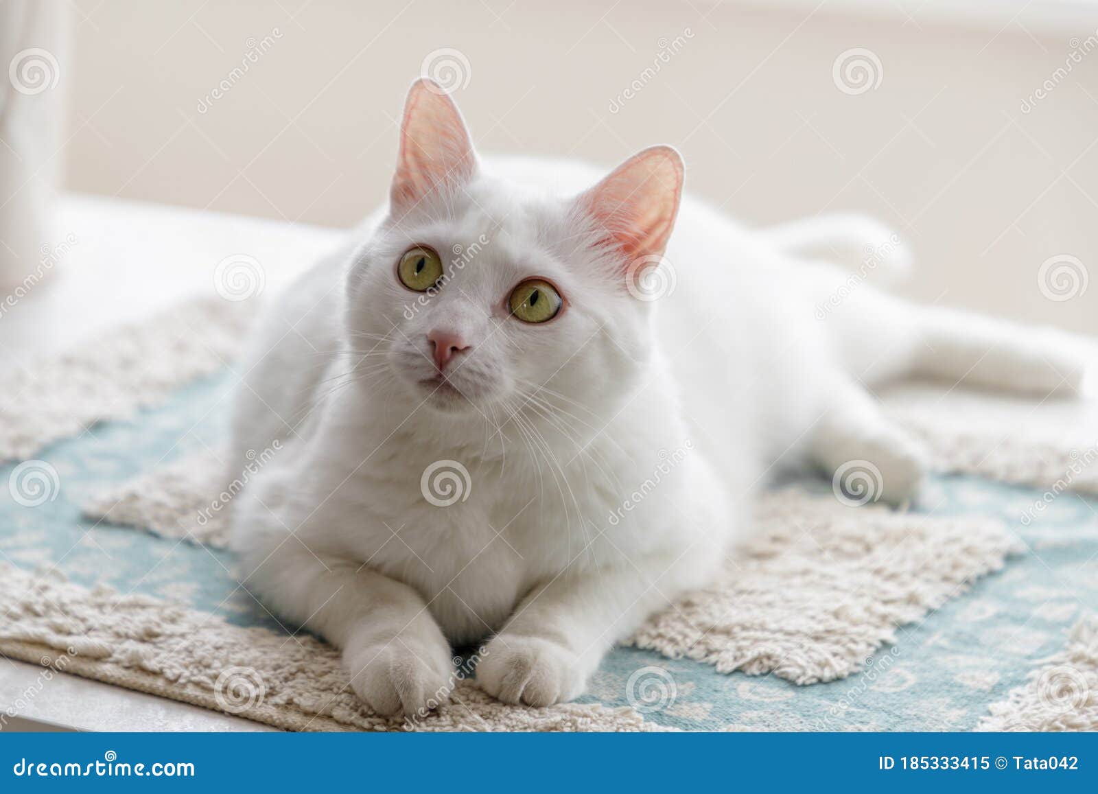 white cat with amber eyes