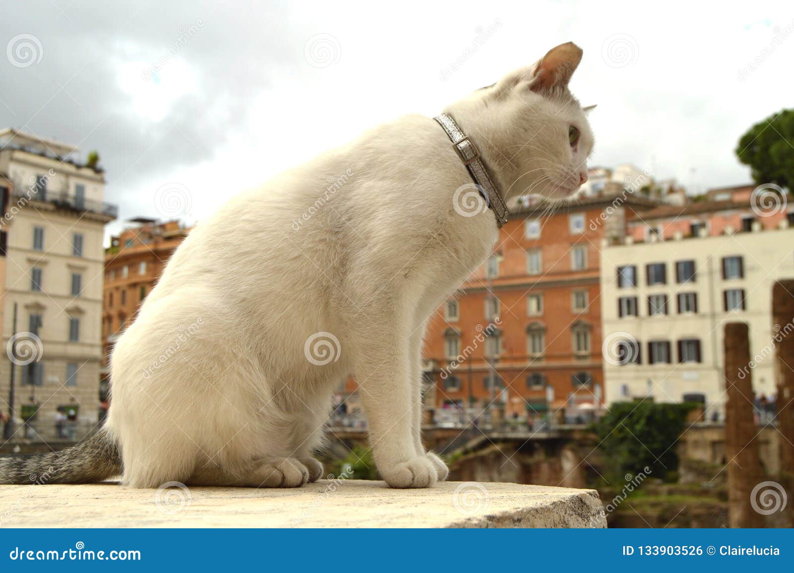 cute white cat sitting on the square largo di torre argentina. in the ancient roman ruins on the site of the murder of
