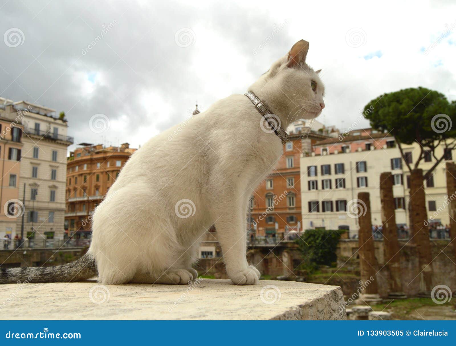 cute white cat sitting on the square largo di torre argentina. in the ancient roman ruins on the site of the murder of