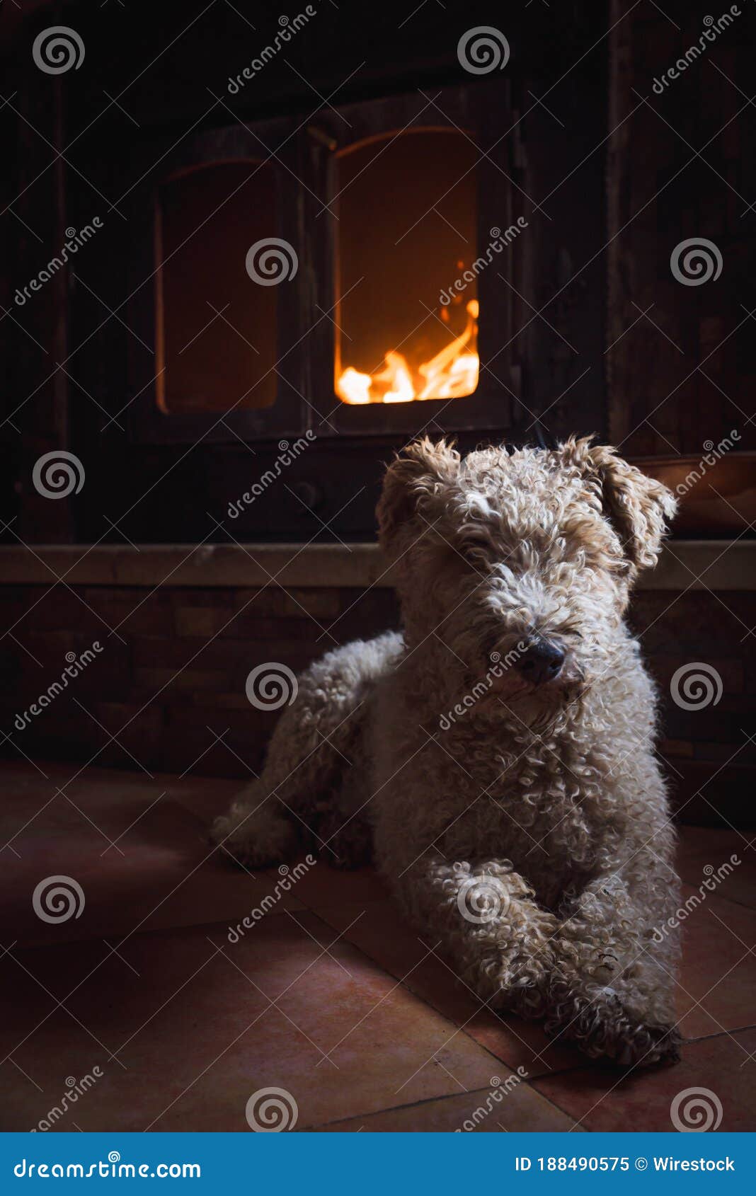 curly fox terrier