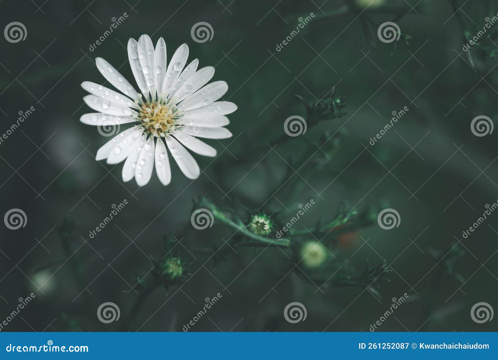 Cute White Cutter Flower in Garden, Flower Background Stock Image