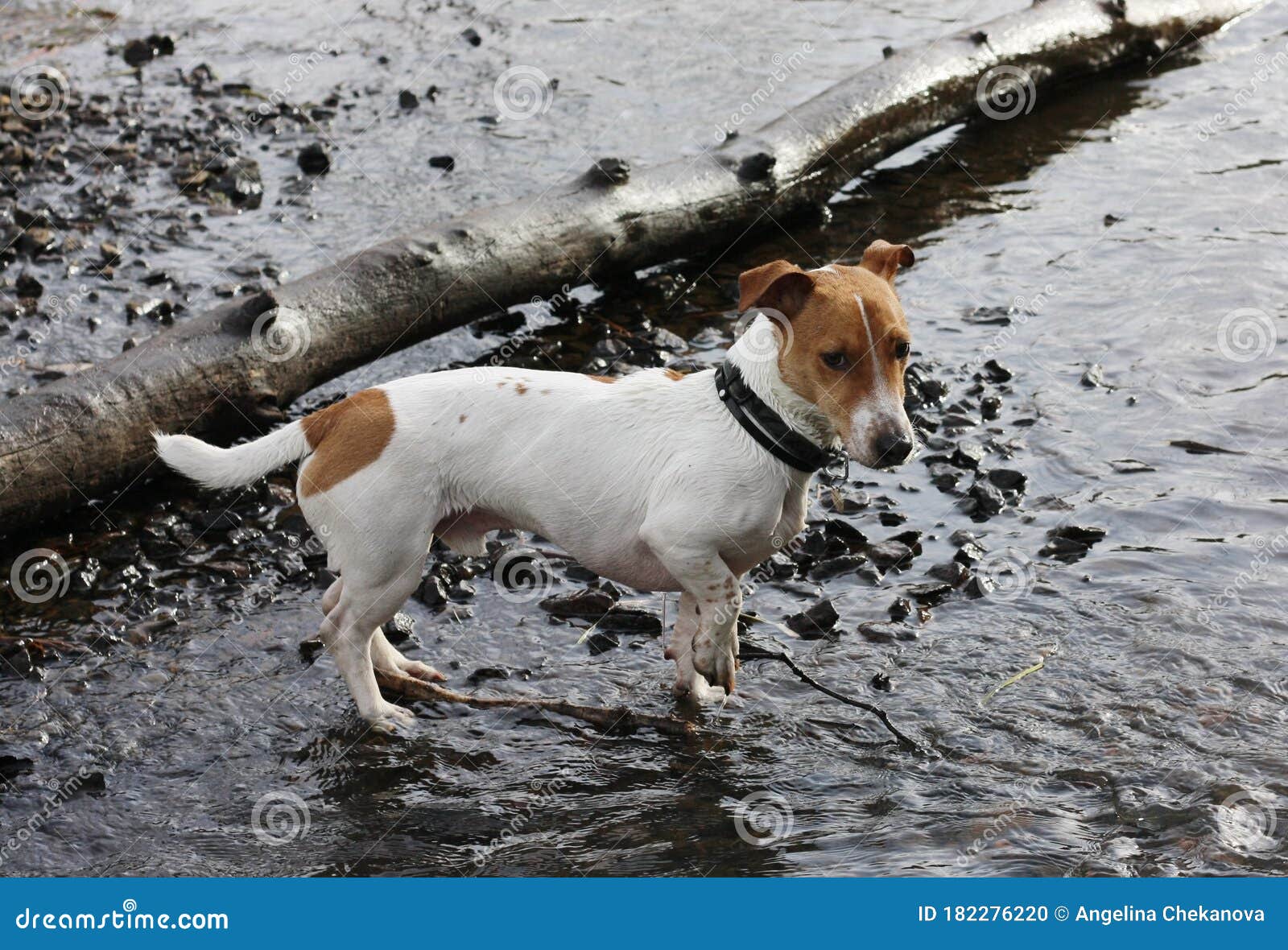 Cute White Dog with Brown Spots in the Lake Stock Photo Image of jack