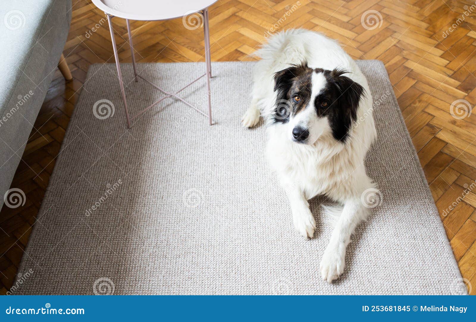 Cute White Dog in Living Room Stock Image Image of doggy, floor