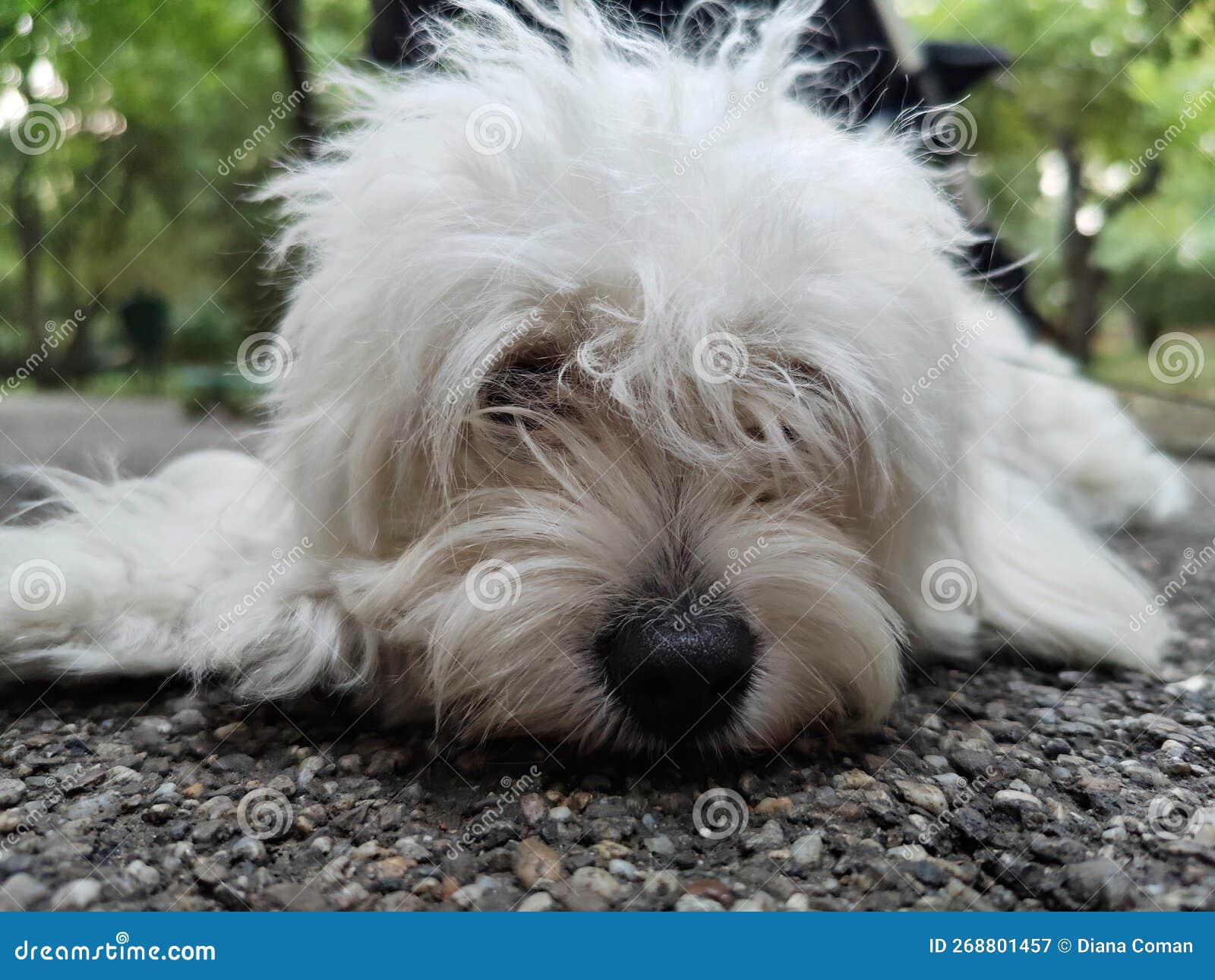 Cute white dog stock image. Image of fluffy, cute, breed 268801457