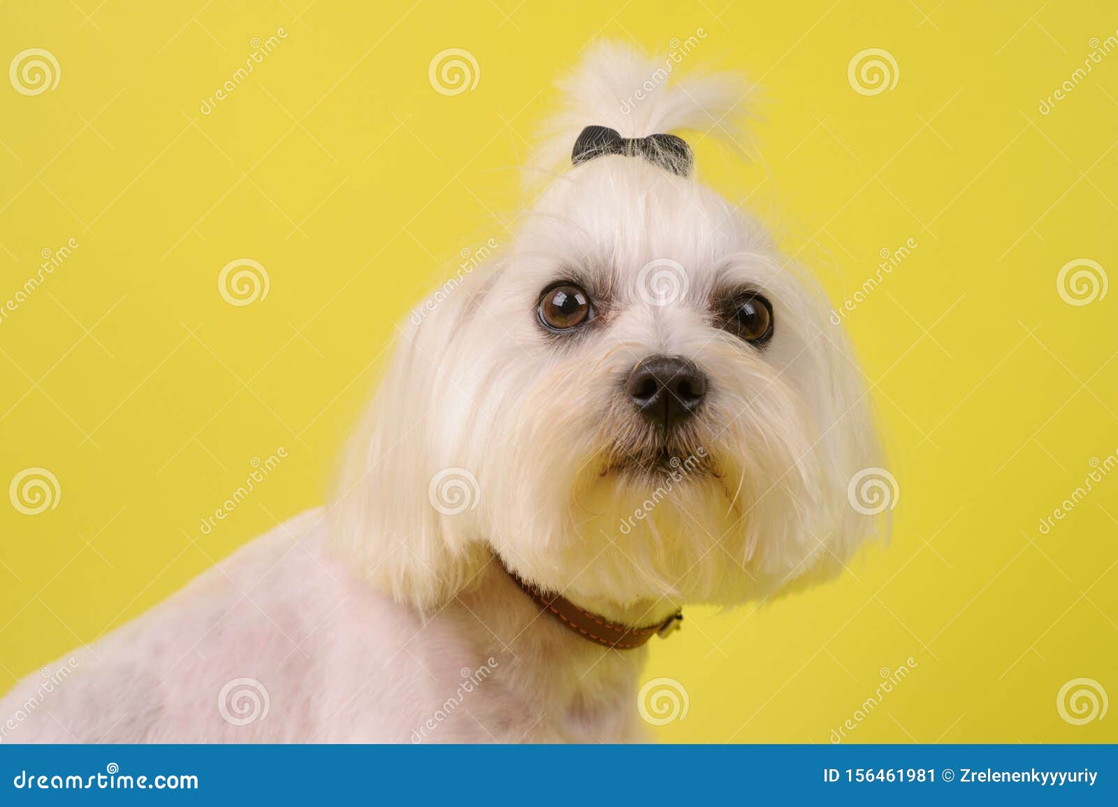 Cute White Dog on a Yellow Background Stock Image Image of puppy