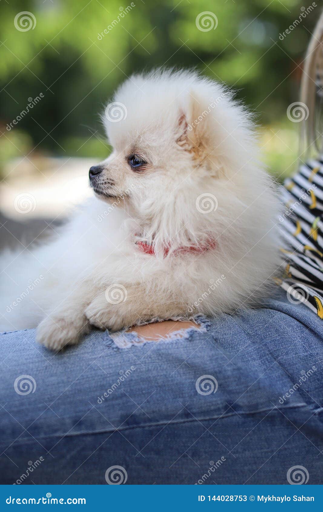 Droll Pomeranian Puppies White Fluffy