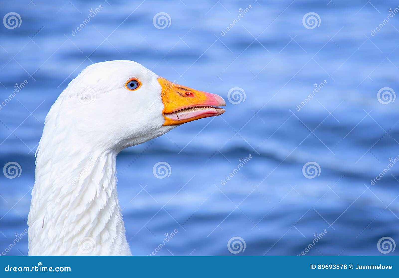 Cute White Goose with Natural Deep Blue Eyes Stock Photo Image of
