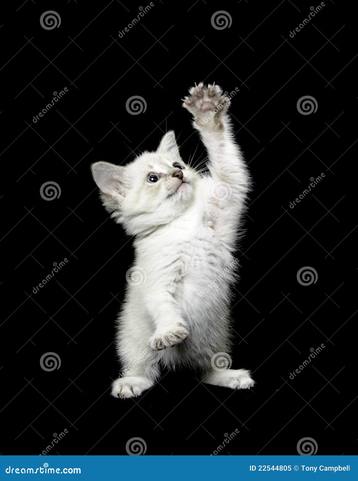 62 233 Black Cute Kitten White Photos Free Royalty Free Stock Photos From Dreamstime