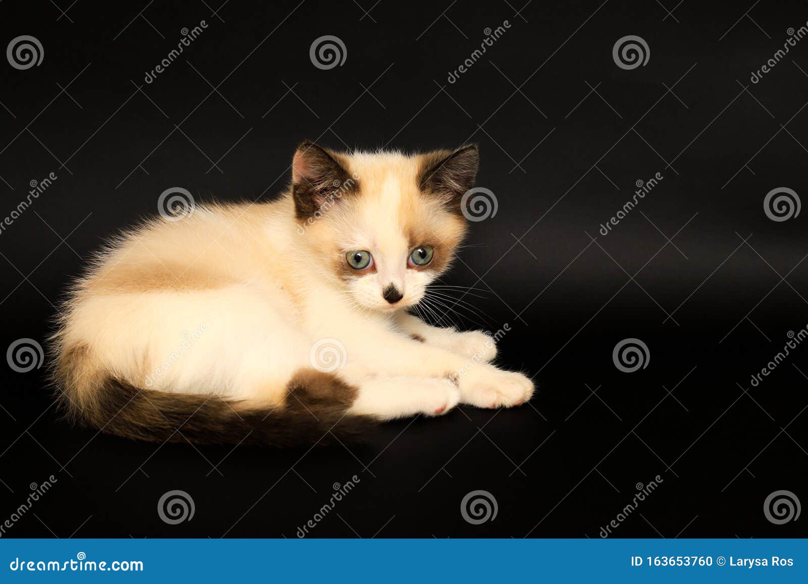 Cute White Kitten with Brown Ears, British Shorthair, Lies on a Black ...