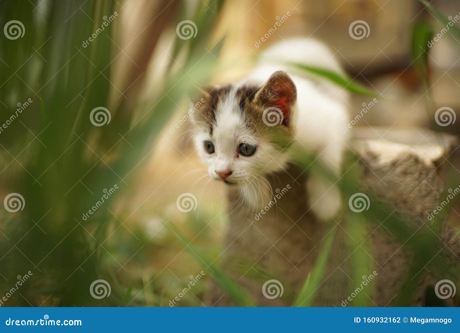 Cute White Kitten Play Or Hunting In The Garden, Cat Hunter Stock Photo