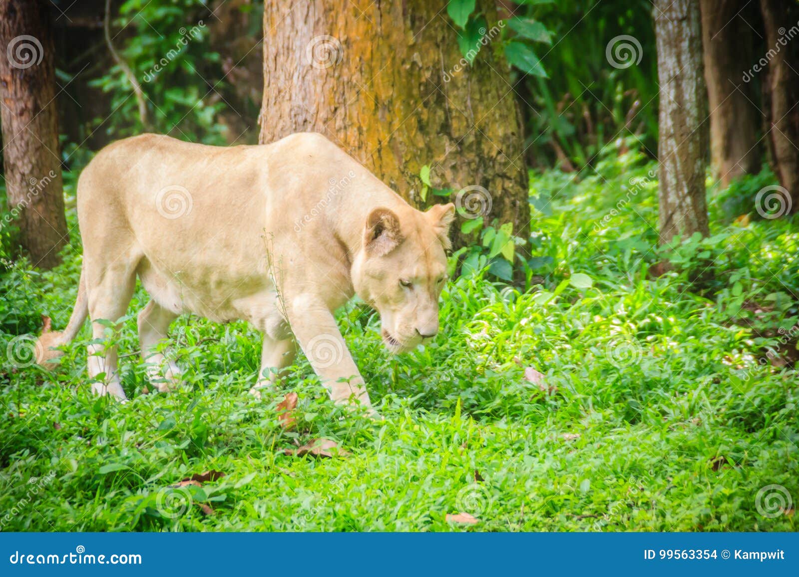white lion members white lion members
