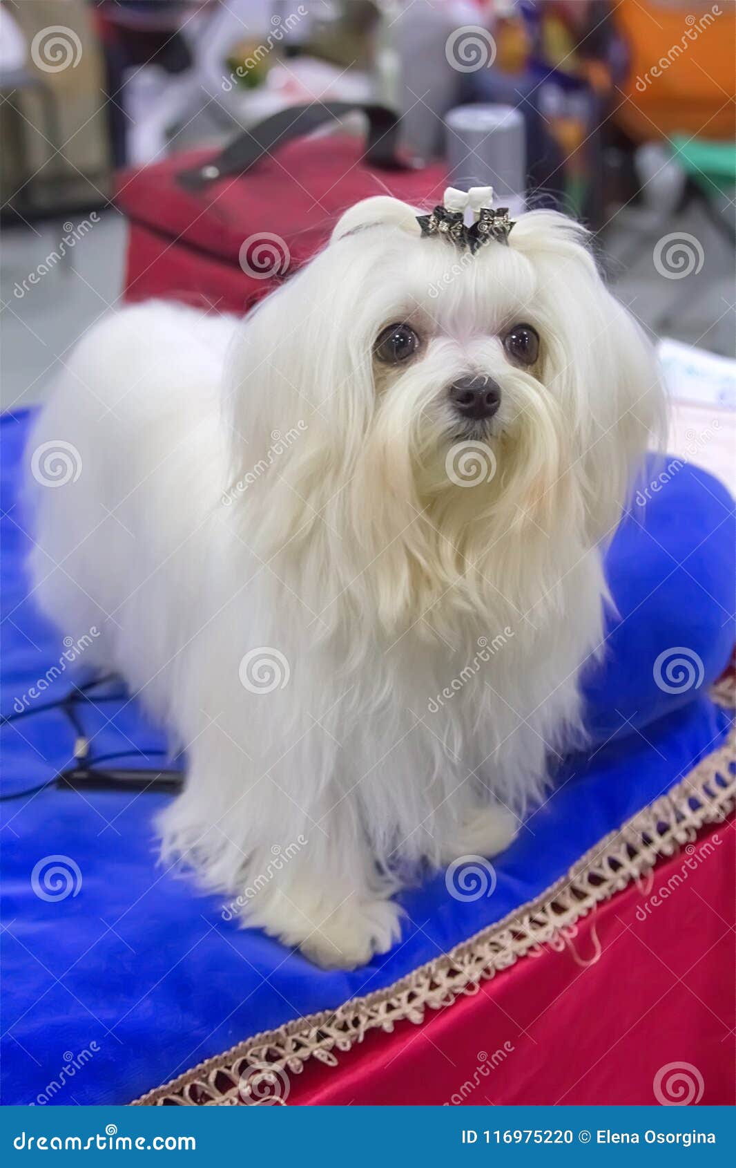 maltese dog long haired