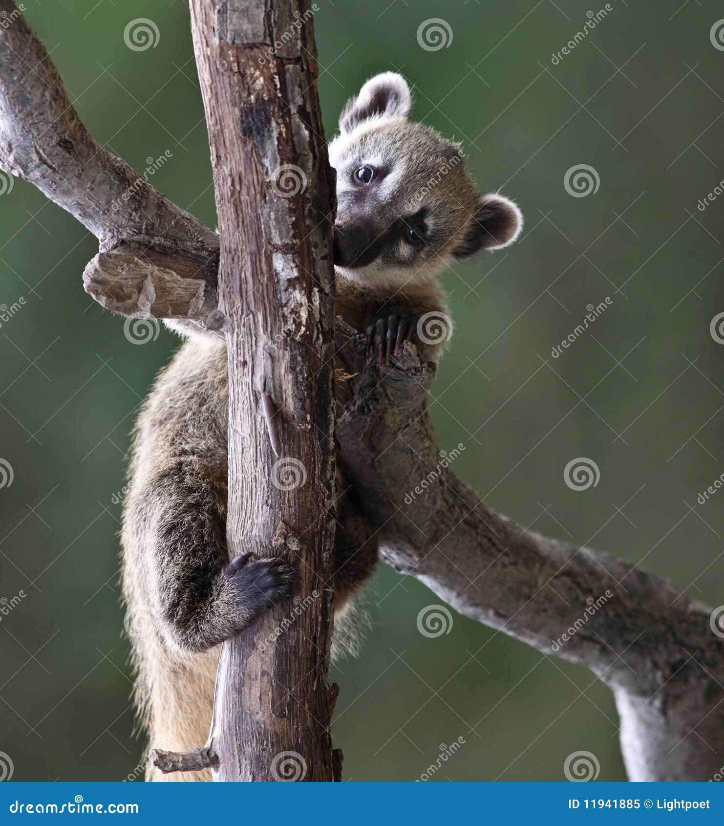 Whitenosed Coati, Nasua Narica, On The Tree In National Park Manuel