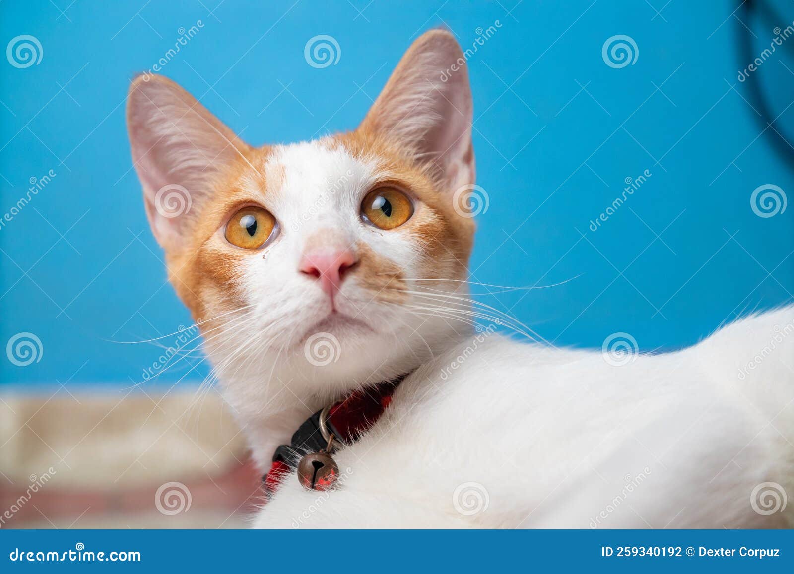 Cute White Orange Cat Getting Captured by a Camera Stock Photo Image