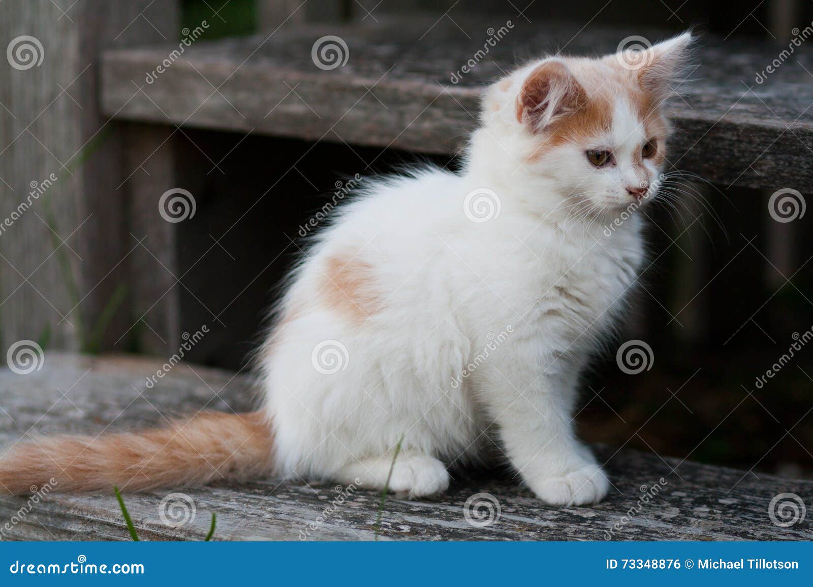 Cute White & Orange Kitten Stock Photo Image of orange, posing 73348876